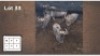 4 X BLOUWILDEBEESTE V/F:4 (Per Piece to take the lot/Per stuk om lot te neem)