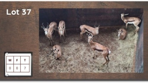 7 X SPRINGBOKKE (Per Piece to take the lot/Per stuk om lot te neem)