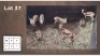 7 X SPRINGBOKKE (Per Piece to take the lot/Per stuk om lot te neem)