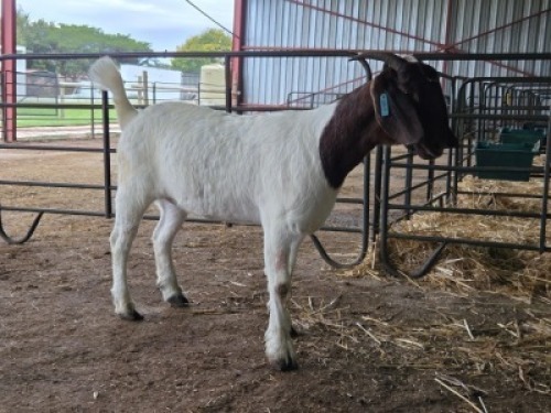 1X BOER GOAT FLOCK 21-1050 DOE Onderberg Boerbok Stoet