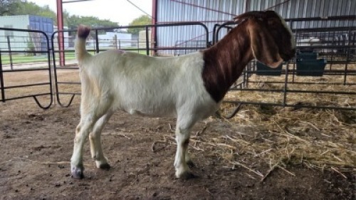 1X BOER GOAT Commercial DOE Onderberg Boerbok Stoet