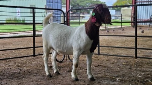 1X BOER GOAT FLOCK 21-1044 DOE Onderberg Boerbok Stoet