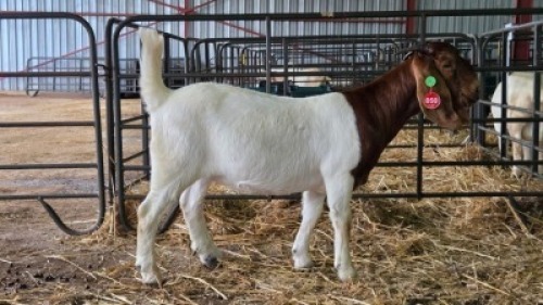 1X BOER GOAT FLOCK 21-1053 DOE Onderberg Boerbok Stoet