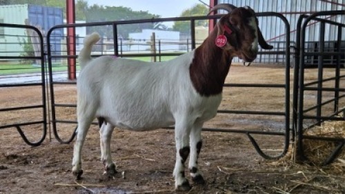 1X BOER GOAT Commercial DOE Onderberg Boerbok Stoet