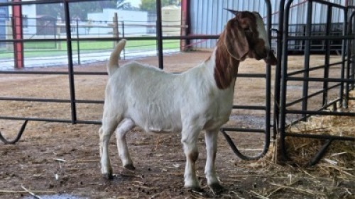 1X BOER GOAT FIT TO TRAVEL DOE Onderberg Boerbok Stoet