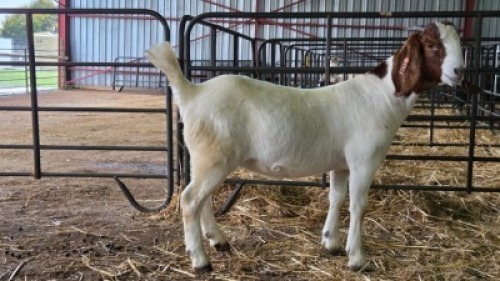 1X BOER GOAT FLOCK 21-1058 DOE Onderberg Boerbok Stoet