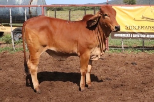 1X RED BRAHMAN HEIFER Kieries Strydom