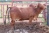 1X RED BRAHMAN COW Kieries Strydom