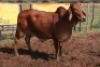 1X RED BRAHMAN COW Kieries Strydom