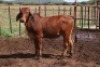 1X RED BRAHMAN HEIFER Kieries Strydom