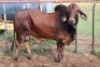 1X RED BRAHMAN BULL LJV 22-659 Mahata Stud