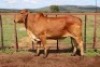 1X RED BRAHMAN COW Kieries Strydom