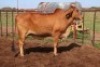 1X RED BRAHMAN COW Kieries Strydom