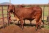 1X RED BRAHMAN COW Kieries Strydom