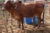1X RED BRAHMAN COW Kieries Strydom