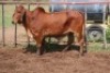 1X RED BRAHMAN COW Kieries Strydom