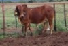 1X RED BRAHMAN COW Kieries Strydom