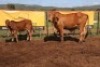 1+1X RED BRAHMAN COW & CALF Kieries Strydom