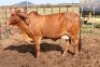 1X RED BRAHMAN COW Kieries Strydom