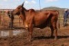 1X RED BRAHMAN COW Kieries Strydom