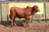 1X RED BRAHMAN HEIFER Kieries Strydom