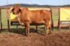 1X RED BRAHMAN COW Kieries Strydom