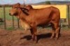 1X RED BRAHMAN COW Kieries Strydom