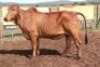 1X RED BRAHMAN COW Kieries Strydom