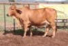 1X RED BRAHMAN COW Kieries Strydom