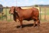1X RED BRAHMAN COW Kieries Strydom