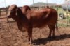 1X RED BRAHMAN COW Kieries Strydom
