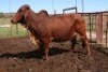 1X RED BRAHMAN COW Kieries Strydom