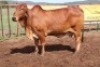 1X RED BRAHMAN COW Kieries Strydom