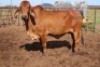 1+1X RED BRAHMAN COW & CALF Kieries Strydom
