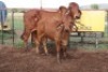 1+1X RED BRAHMAN 3-IN-1 Kieries Strydom