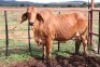 1X RED BRAHMAN COW Kieries Strydom