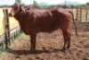 1X RED BRAHMAN COW Kieries Strydom