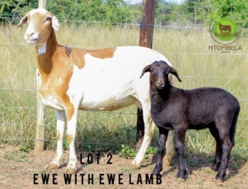 1+1X MEATMASTER Ewe + Lamb Ntombela Farms