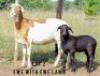 1+1X MEATMASTER Ewe + Lamb Ntombela Farms