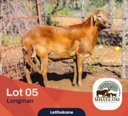 WITHDRAWN - 1X MEATMASTER Mhata-Osi Ranch