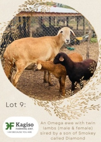 1+2X MEATMASTER Ewe Kagiso Bafentse Enterprises