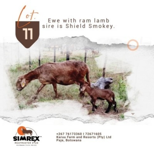 1+1X MEATMASTER Ewe + Lamb Rex Mothobi