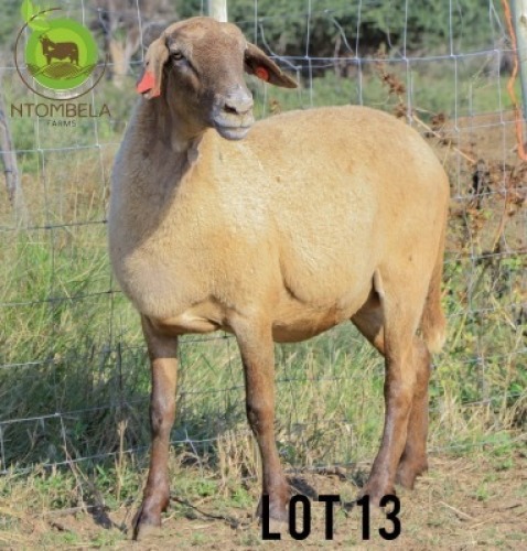 1X MEATMASTER Ewe Ntombela Farms