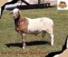 1X MEATMASTER Male Pajomo Holdings
