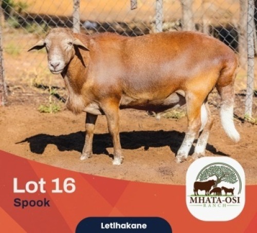 WITHDRAWN - 1X MEATMASTER Male Mhata-Osi Ranch