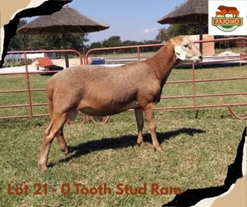 1X MEATMASTER Male Pajomo Holdings