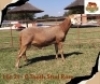1X MEATMASTER Male Pajomo Holdings