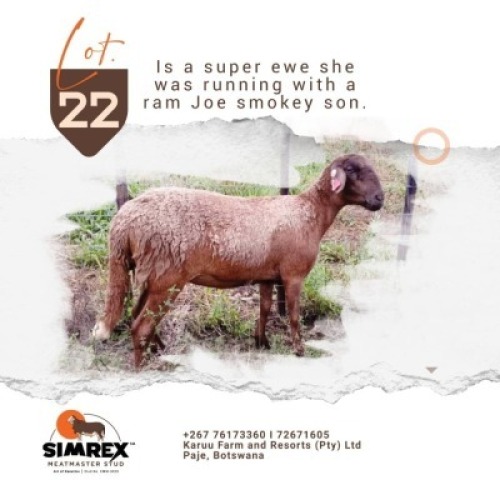 1X MEATMASTER Ewe Rex Mothobi