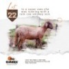1X MEATMASTER Ewe Rex Mothobi
