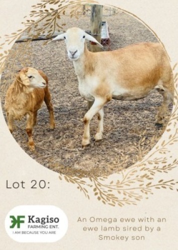 1+1X MEATMASTER Ewe + Lamb Kagiso Bafentse